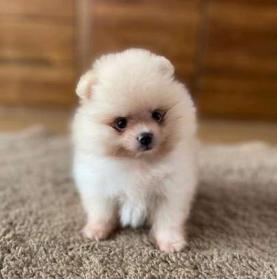 Beautiful Pomeranian puppy image 1