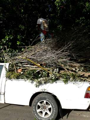 Tree Trimming Services in Nairobi.100% Satisfaction Guarantee. Call now! image 3