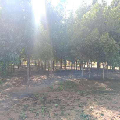 1/4 plot for sale at Limuru Ndeiya 100m from tarmac. image 13
