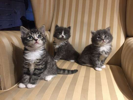 Maine Coon Kittens image 1