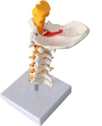 CERVICAL VERTEBRAE ANATOMY MODEL PRICE IN KENYA image 2