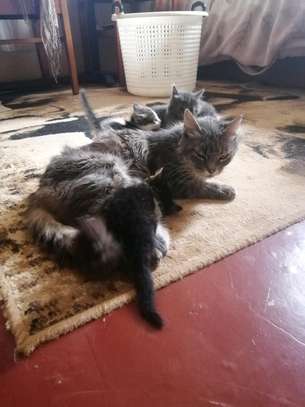 Persian Kittens, 2-3 months image 2