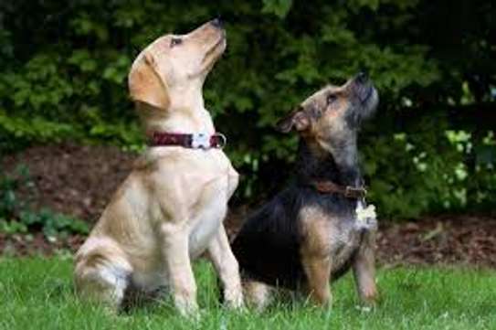 Dog training - Nairobi's Finest Pet Training Services image 8