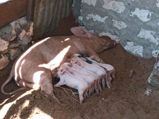 Pigs | Pork Meat image 2