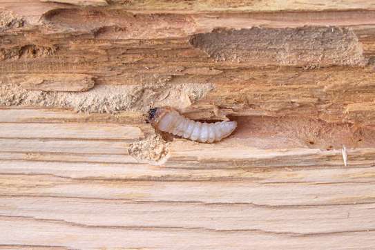 Are you tired of having unwanted visitors in your facilities such as mice, bed bugs, and ants? Bestcare Services is here to help you get rid of pests! Our dedicated and highly trained professionals will work hard to ensure that your facility is pest-free. With the best technology for eliminating pet problems, we got your back! We specialise in general pest control, timber inspections, and pre-purchase building inspections for apartments, high-rise units, commercial premises, industrial factories, real estate, and body corporate works. Call us, and we will get it done!  We provide a professional service with our experts focused on solutions for your general pest control needs including treatments for the following: Cockroach Treatments AntsBed bugsBees Mosquitoes Spiders Fleas Silverfish Rats Mice Mites Termites Wasps And much much more Get back your control of a clean and pleasant facility—contact us today for quick and reliable solutions for your pest problems. If you aren’t sure which service is right for you, give us a call or contact us here, so we can create a custom-fit solution that is best for your  building. Our application process is simple, effective, and applied at a convenient time that works with all your needs. image 11