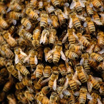 24 Hour Affordable Bee removal and relocation | Wasps Control | Bee Control Services  | We Don't Kill Bees | Get Rid of Stinging Bees Today.Call Now For A Free Quote. image 7