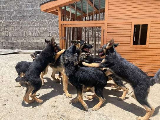 Quality German Shepherd puppies image 1