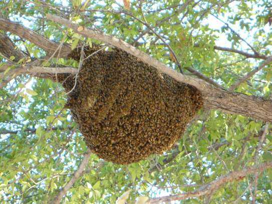 24 HR Killer bee removal/Beehive removal/Honey bee removal/Wasp removal & pest control services. image 5