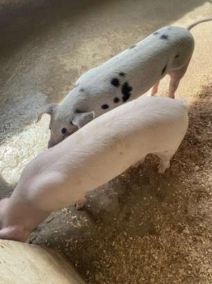 Healthy Pigs Available - Siaya image 2