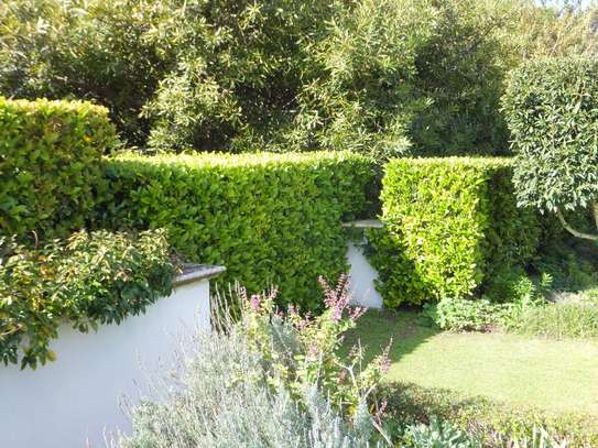 Hedge Planting Services.Vetted & Trusted Professionals.Low price  guarantee. image 4