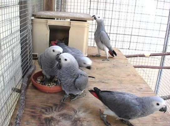Well tamed African Grey parrots image 1