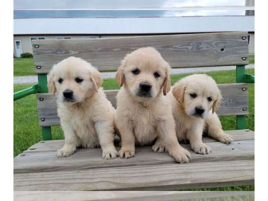 Healthy Golden Retriever puppies image 1