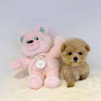 Teacup Poodle Puppies Available Male And Female image 1
