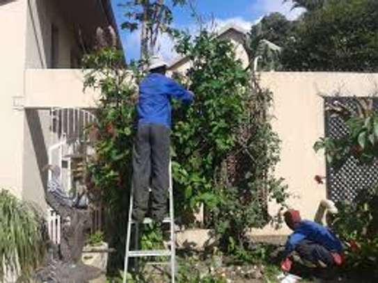 Tree Cutting & Removal.Fast, Professional And Affordable.Landscaping & Gardening Services image 5