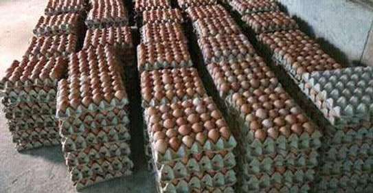 fresh eggs on quick sale@300 image 1