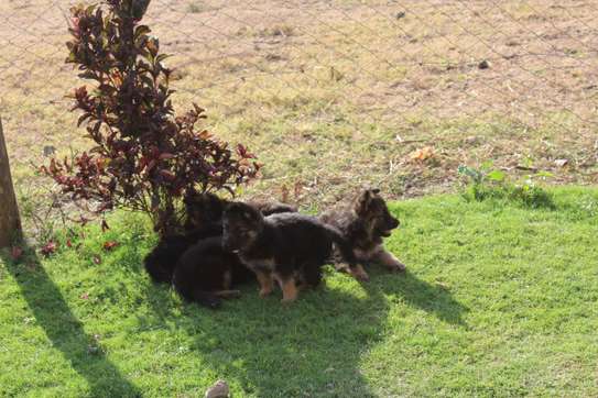 Dogs image 14