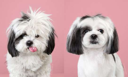 Best Pet Services & Dog Grooming In Nairobi.Professional Dog Groomers image 14