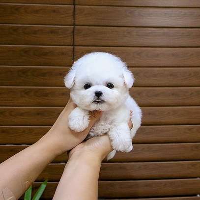 Beautiful Teacup Poodle puppies available male and female image 1