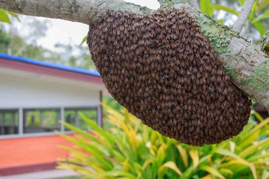 Bestcare Beekeeping - Bees and beekeeping | Experienced Professionals Across Kenya. Free Consultation. image 12
