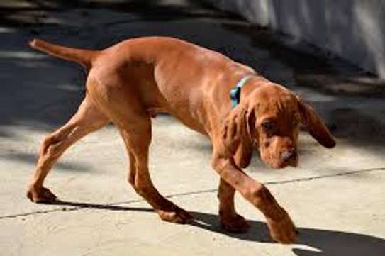 Dog Trainers | Obedience Dog Training Courses Nairobi image 3