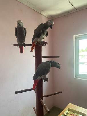 African Grey Parrots for sale. image 1