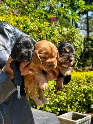 Cocker spaniel image 4
