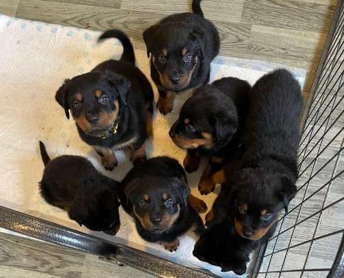 Rottweiler Puppies ready for a new home image 1