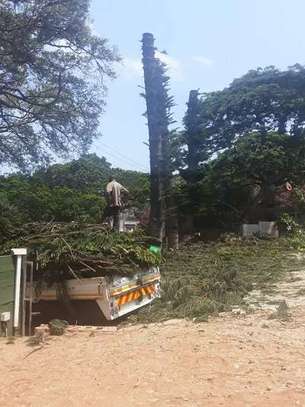TREE Felling and tree removal Mombasa,Bamburi,Bungoma image 6
