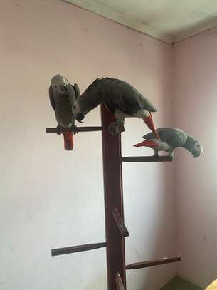African Grey Parrots available now image 3