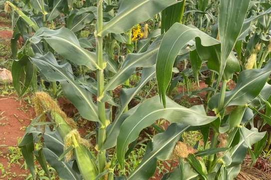 Kiamuringa Prime land for sale image 2