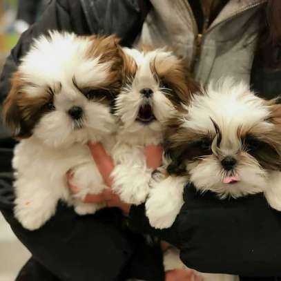 Beautiful shih tzu puppies ready for a new home image 1