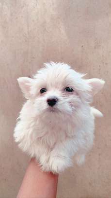 Lovely maltese puppies image 1