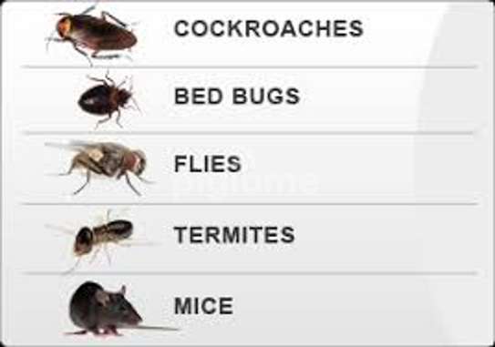 Bed Bugs Control Services Otiende/Madaraka/Makadara/Rongai image 4