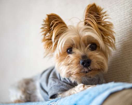 PET GROOMING IN NAIROBI | We Take Care of Your Dogs image 1