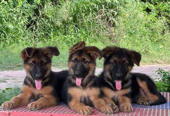 Gsd pups long coat security dogs image 1