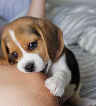 Beagle Puppies image 1