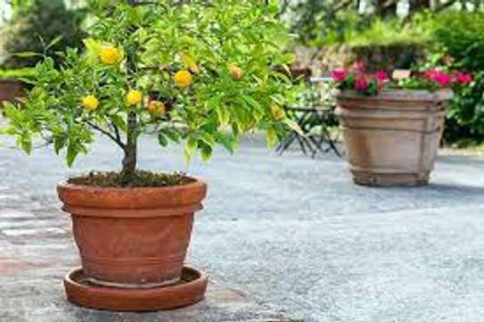 Plant A Lemon Tree In Your Backyard ! image 8
