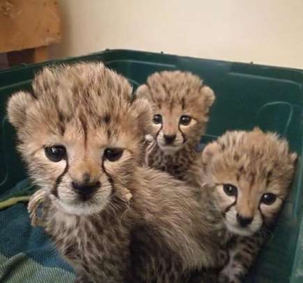 Young Cubs for sale image 2