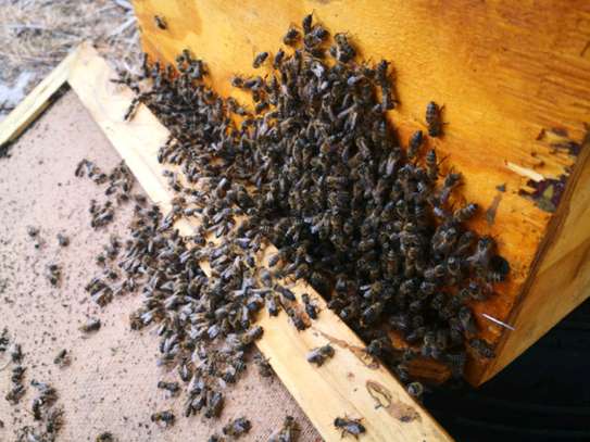 Honey Bee Rescue & Removal Services | Professional beekeeping services & Bee Control Services.Get in touch with us today ! image 9