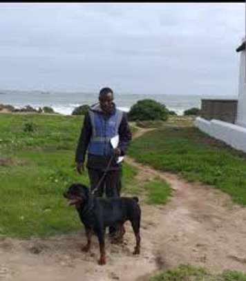 Dog Trainers | Obedience Dog Training Courses Nairobi image 1