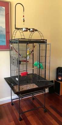 Sweet and lovely hand-reared parrots for sale image 6