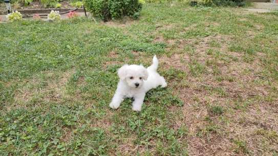 Maltese puppies needs a new family ❤️ image 1