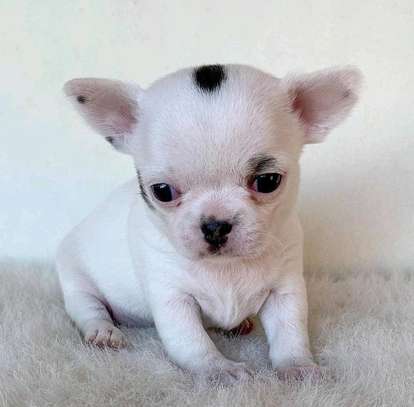 Small Chihuahua image 1