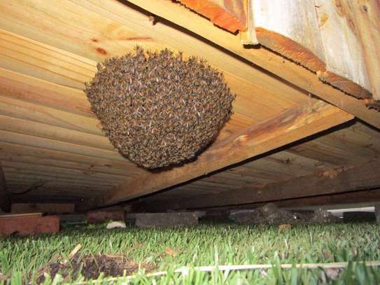 Are you experiencing a Bee Infestation? We can help you! image 1