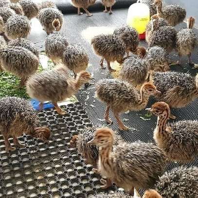 OSTRICH CHICKS FOR SALE. image 3