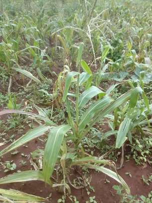 1/2 acre Land for sale in Nginda, Maragua Murang'a image 1