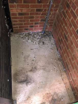 Cheap Pest Extermination Ngong/Kikuyu/Thika/Kabete/Ruai image 3