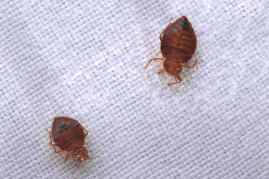 BEST Bed-Bugs Control & Fumigation Services in Ruaka 2023 image 5
