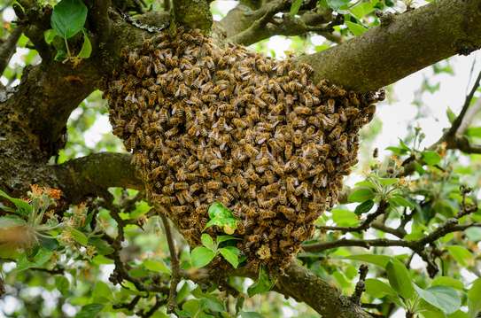 Live Bee Removal Services-WE SAVE BEES! image 8