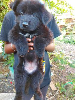 Solid Black German Shepherd Puppy image 1